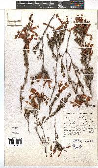 Erica versicolor image