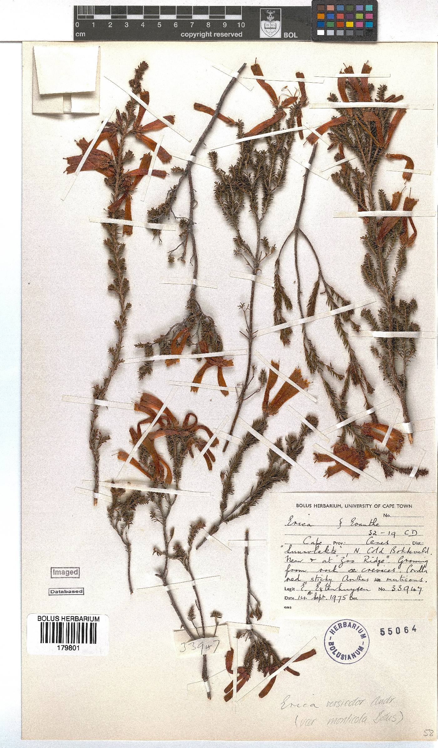 Erica versicolor image