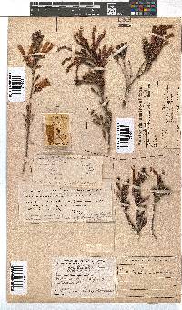 Erica versicolor image