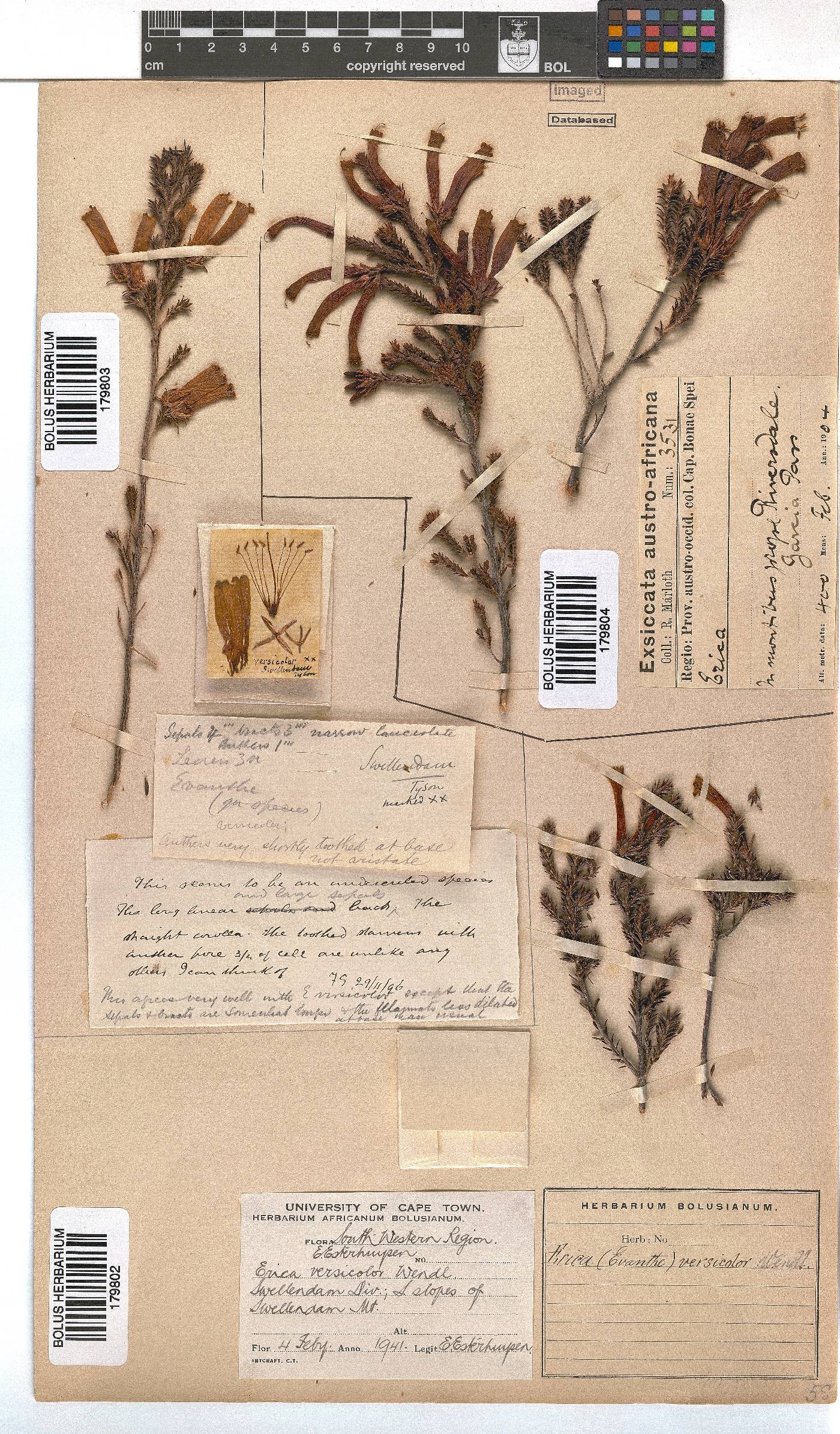 Erica versicolor image