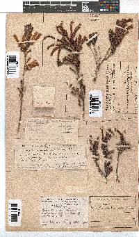 Erica versicolor image