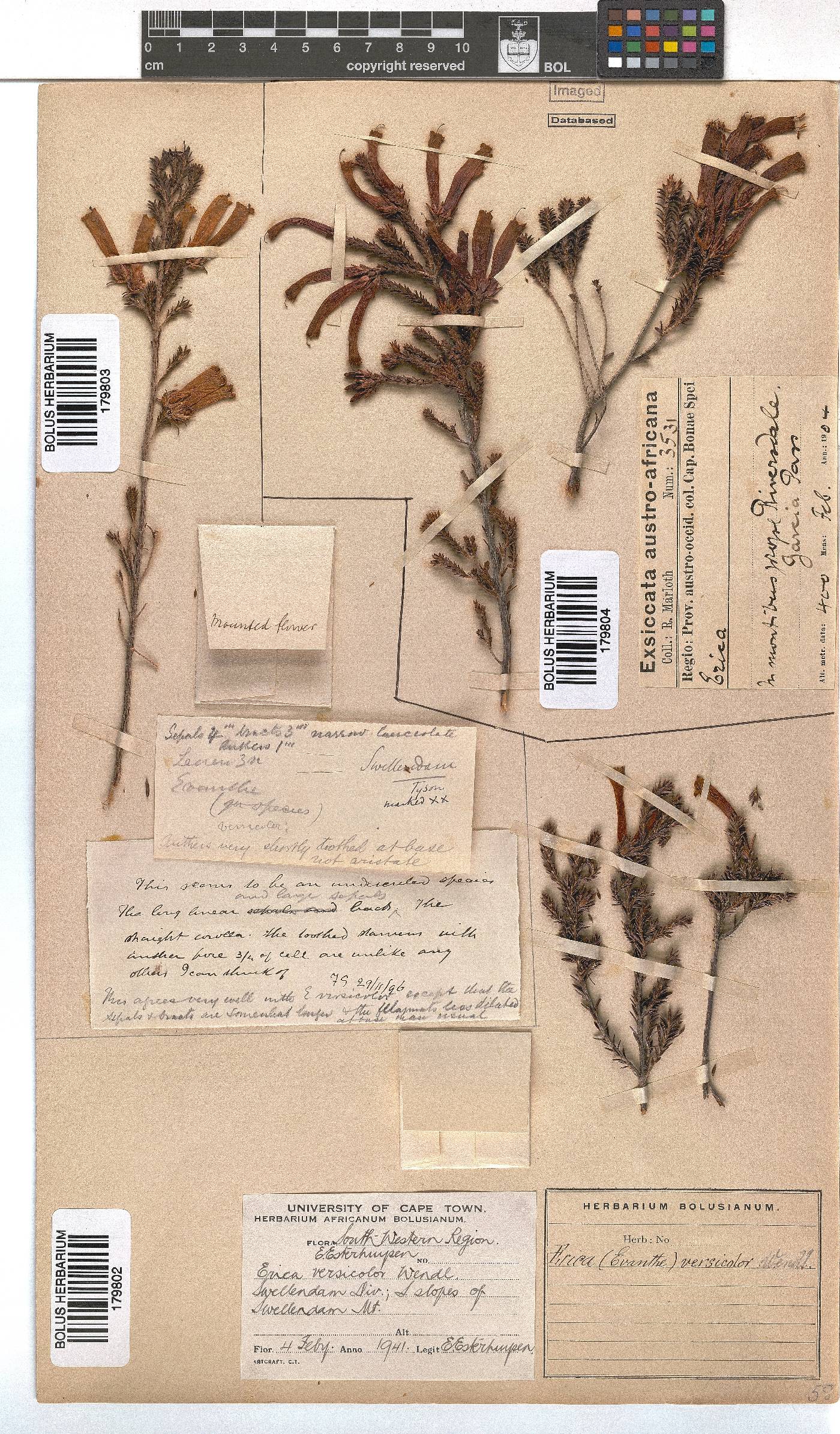 Erica versicolor image