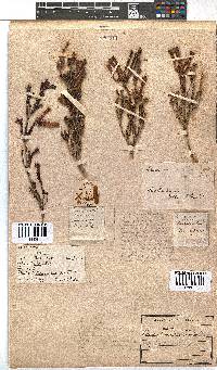 Erica versicolor image