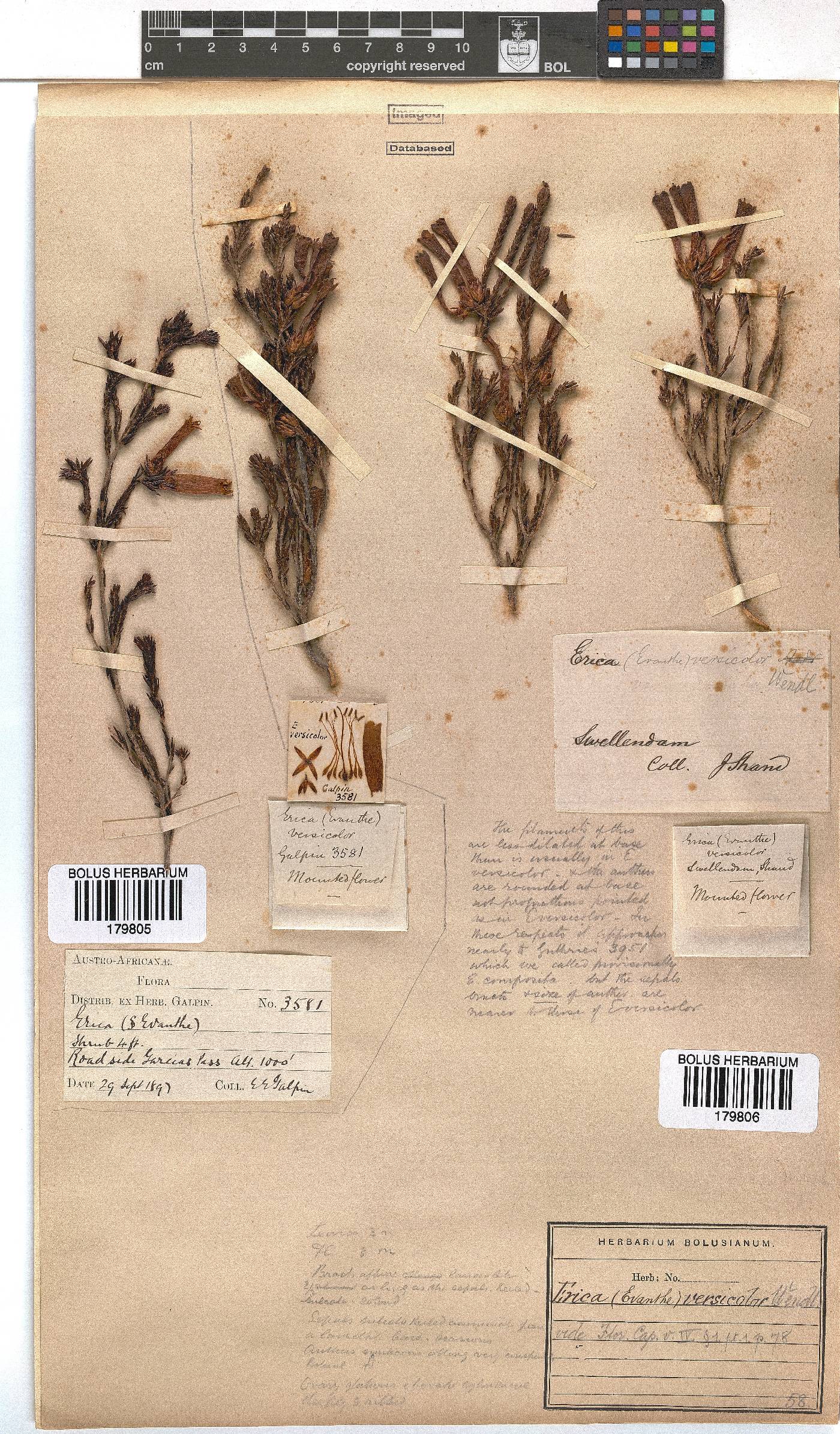 Erica versicolor image