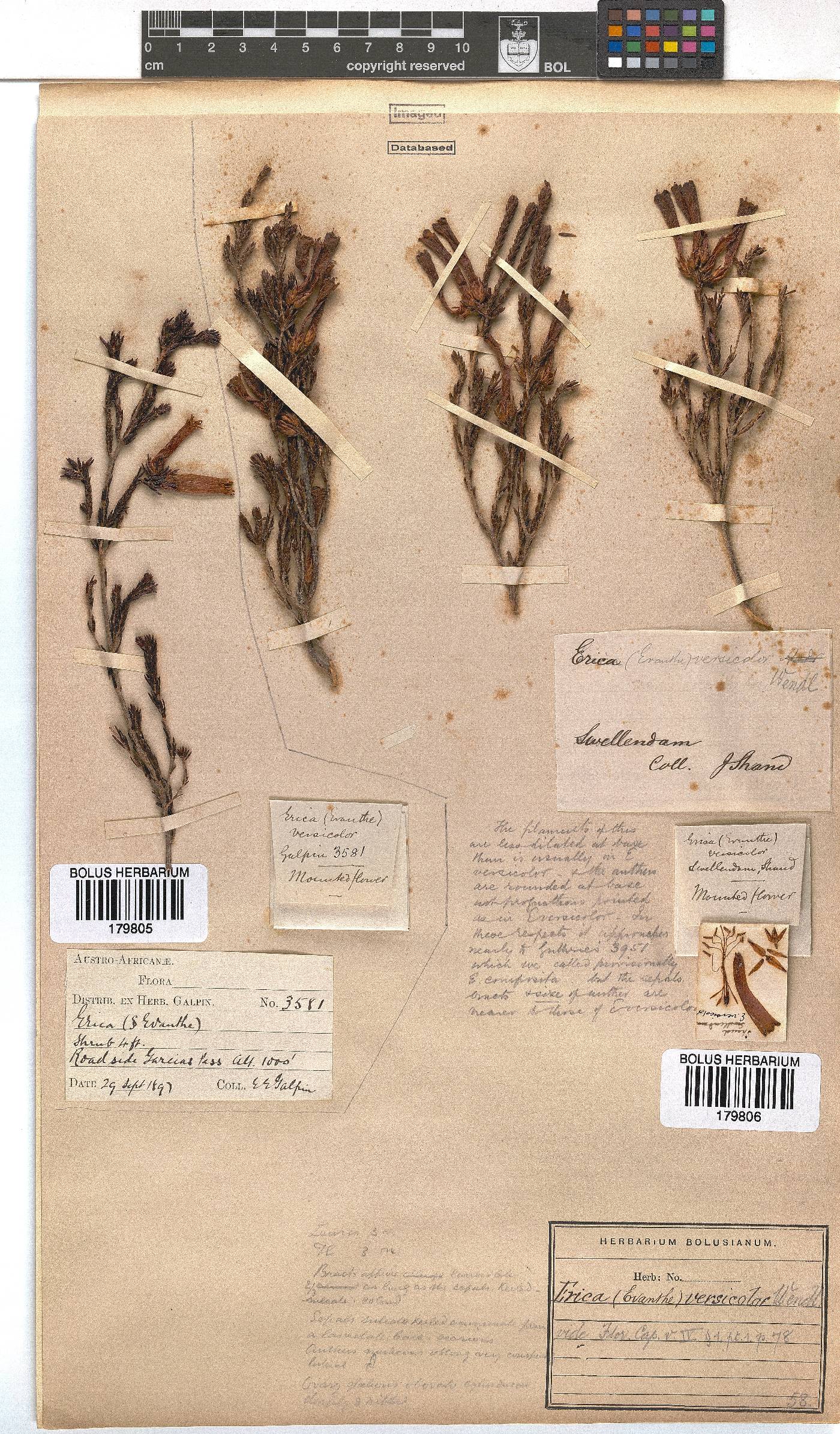 Erica versicolor image