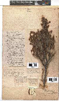 Erica versicolor image