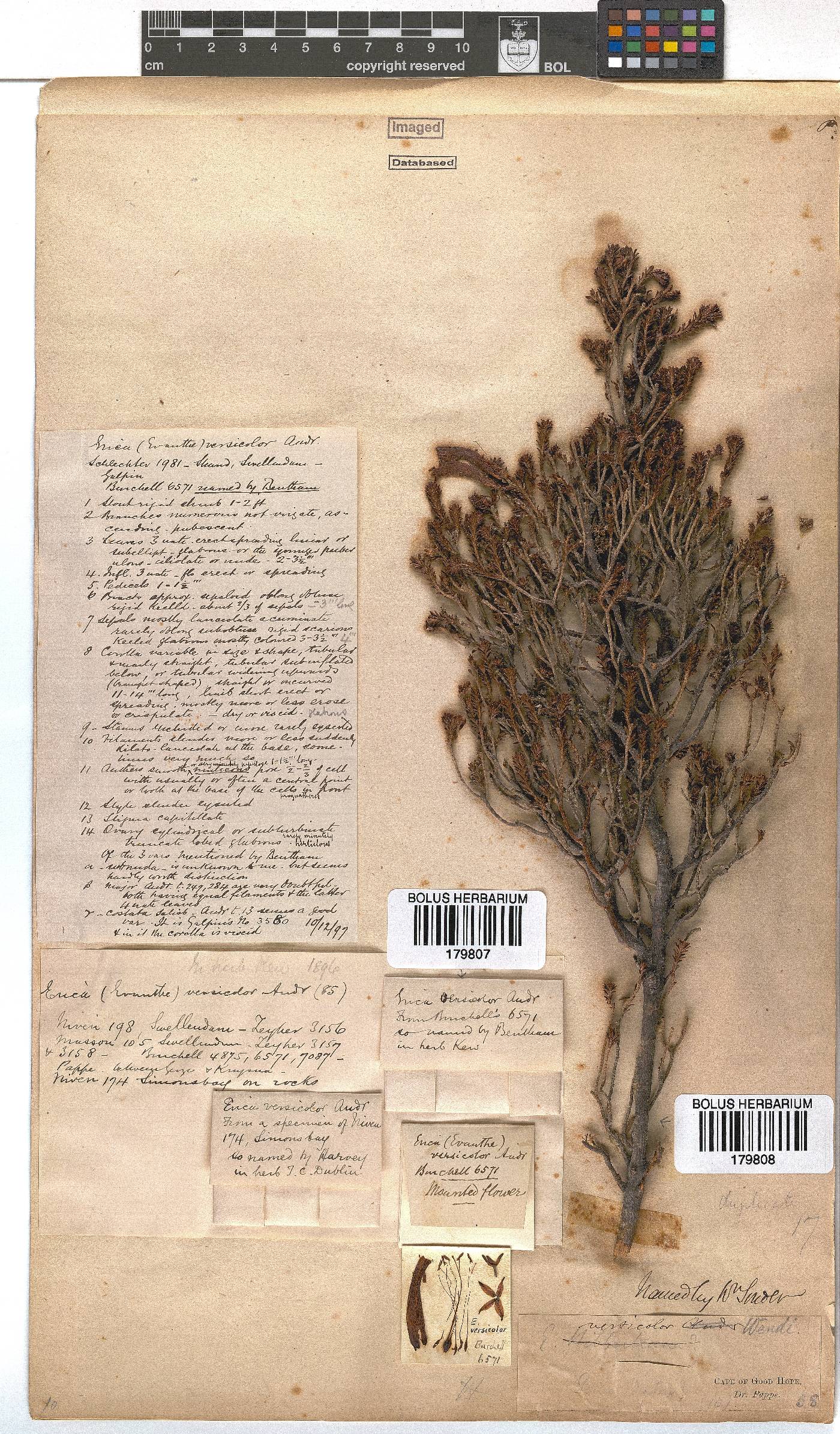 Erica versicolor image