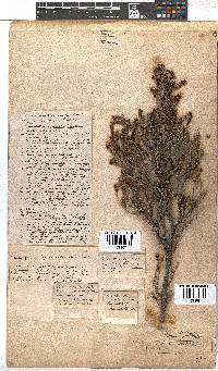 Erica versicolor image