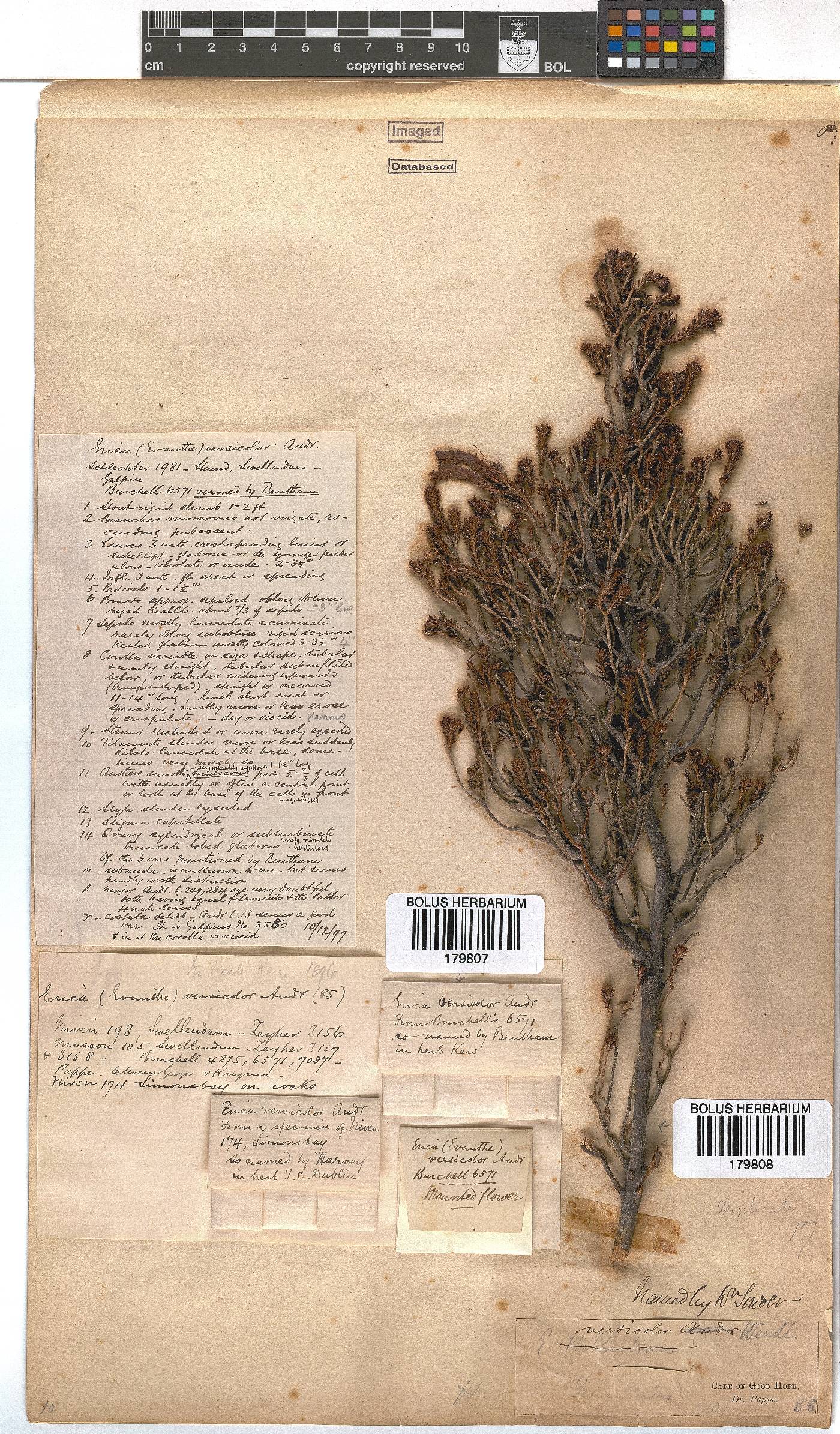 Erica versicolor image