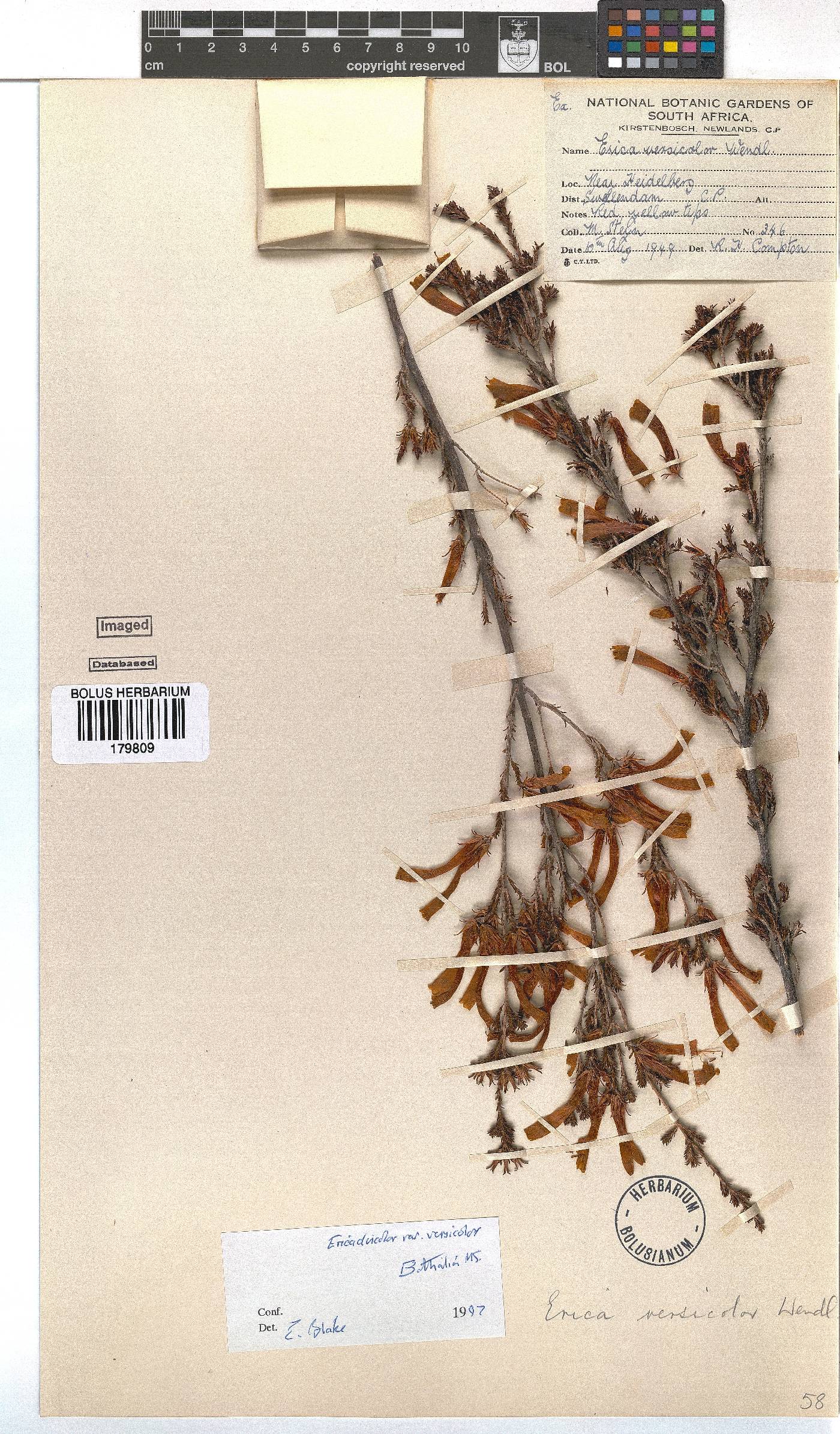 Erica versicolor image