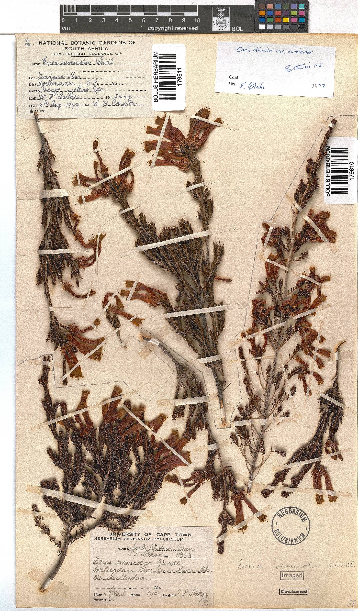 Erica versicolor image