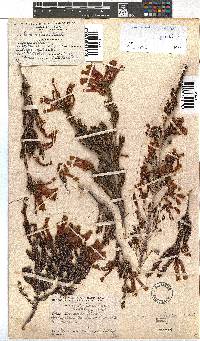 Erica versicolor image