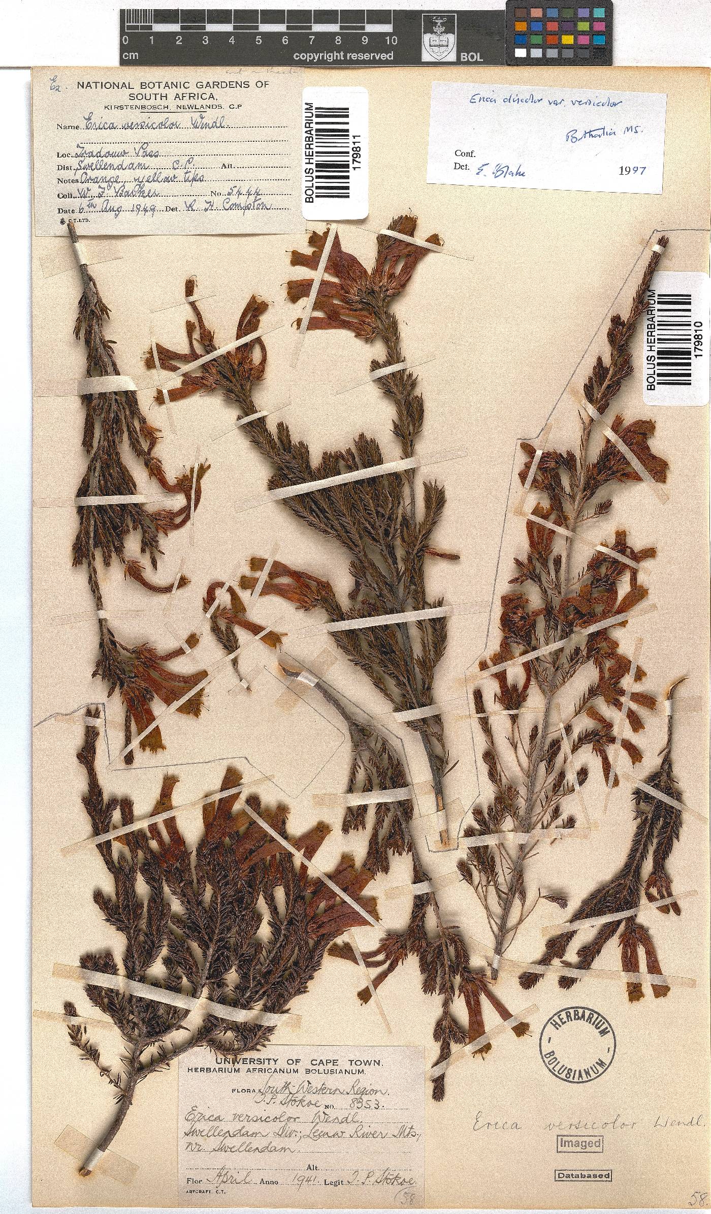 Erica versicolor image