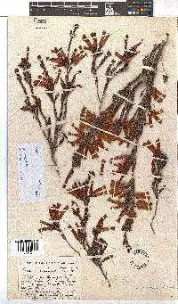 Erica versicolor image