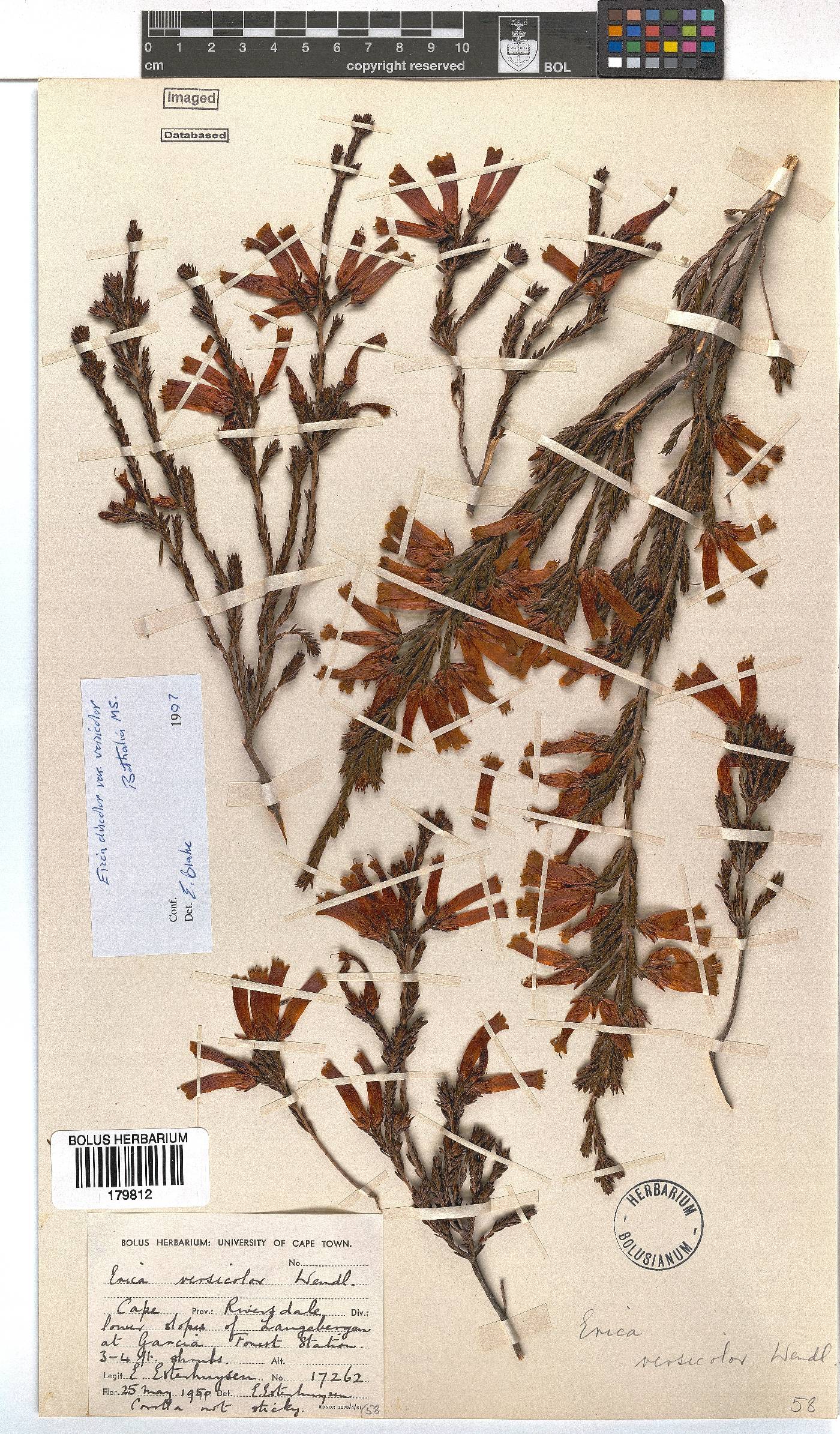 Erica versicolor image