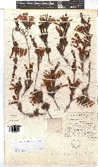 Erica versicolor image