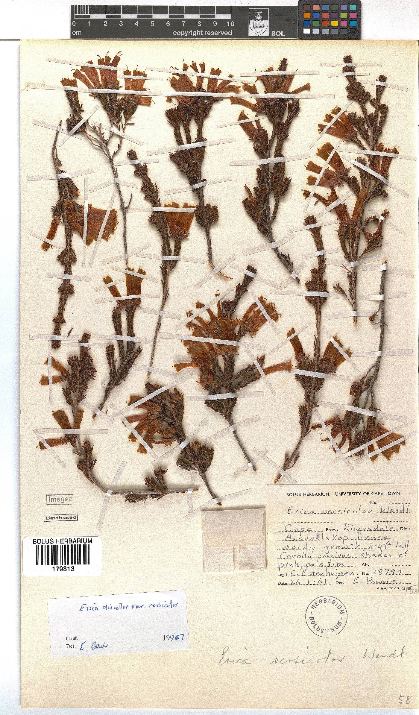 Erica versicolor image