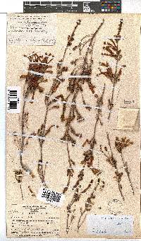 Erica versicolor image