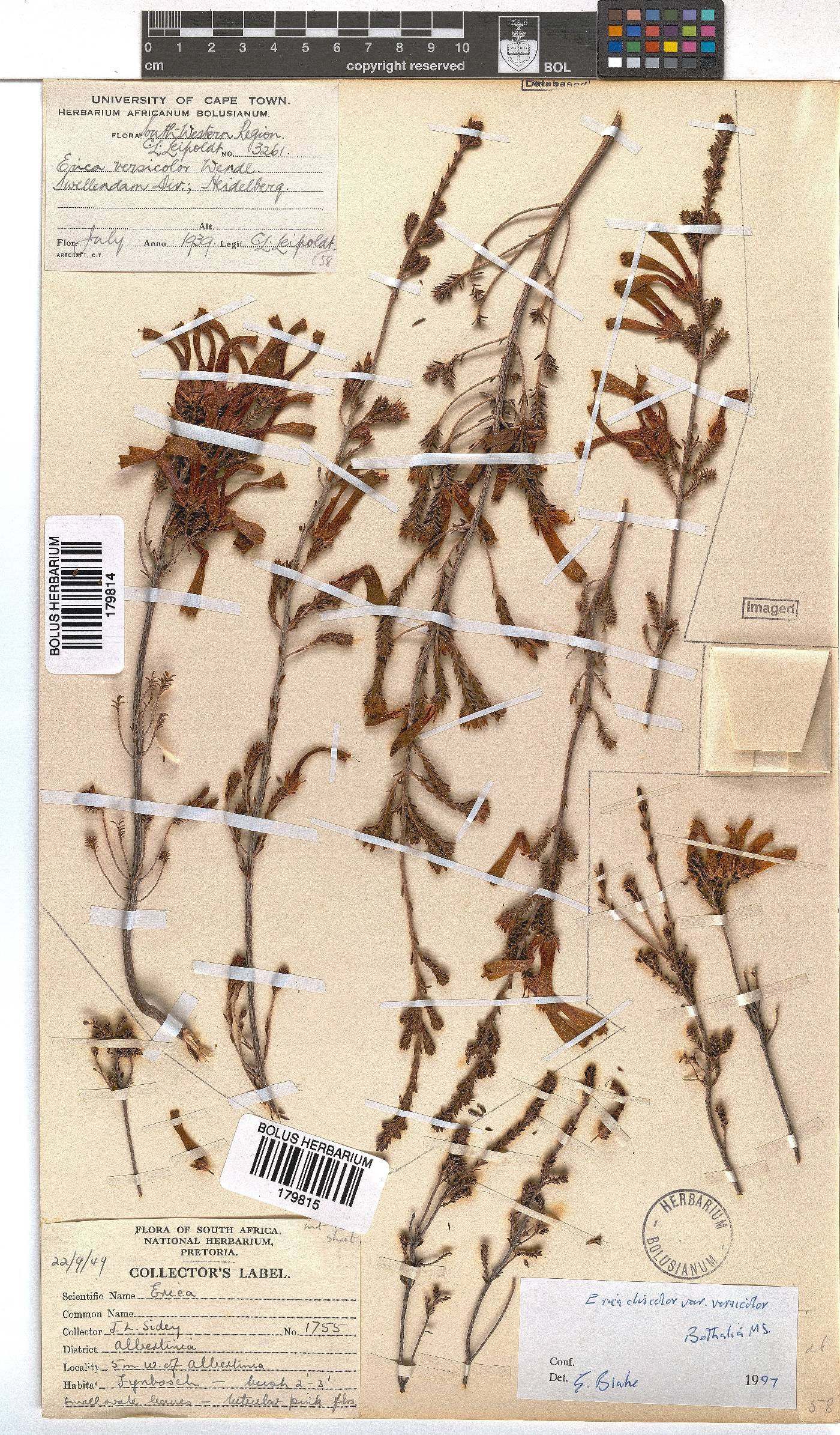 Erica versicolor image