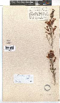 Erica versicolor image