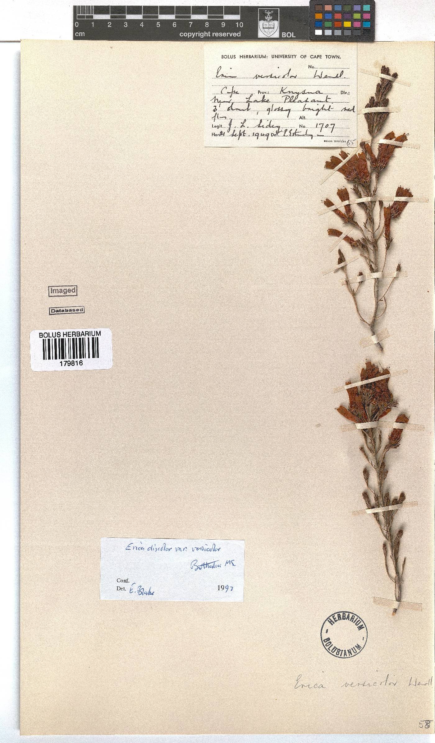 Erica versicolor image