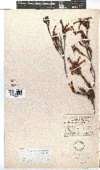 Erica diaphana image