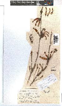 Erica versicolor image