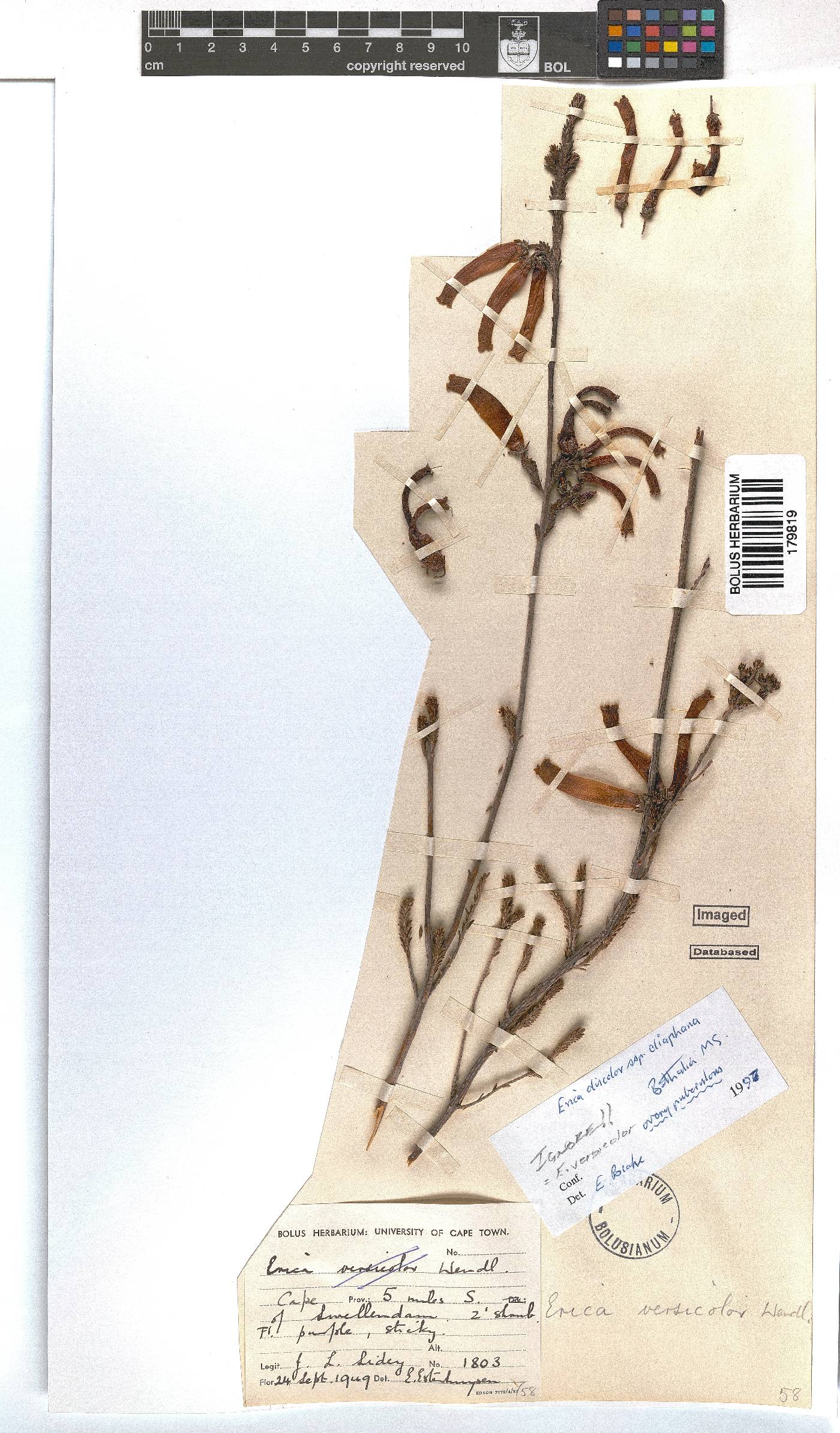 Erica versicolor image