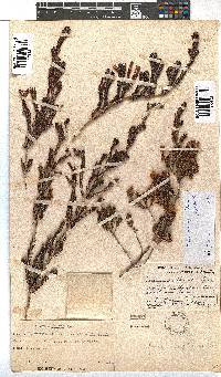 Erica diaphana image