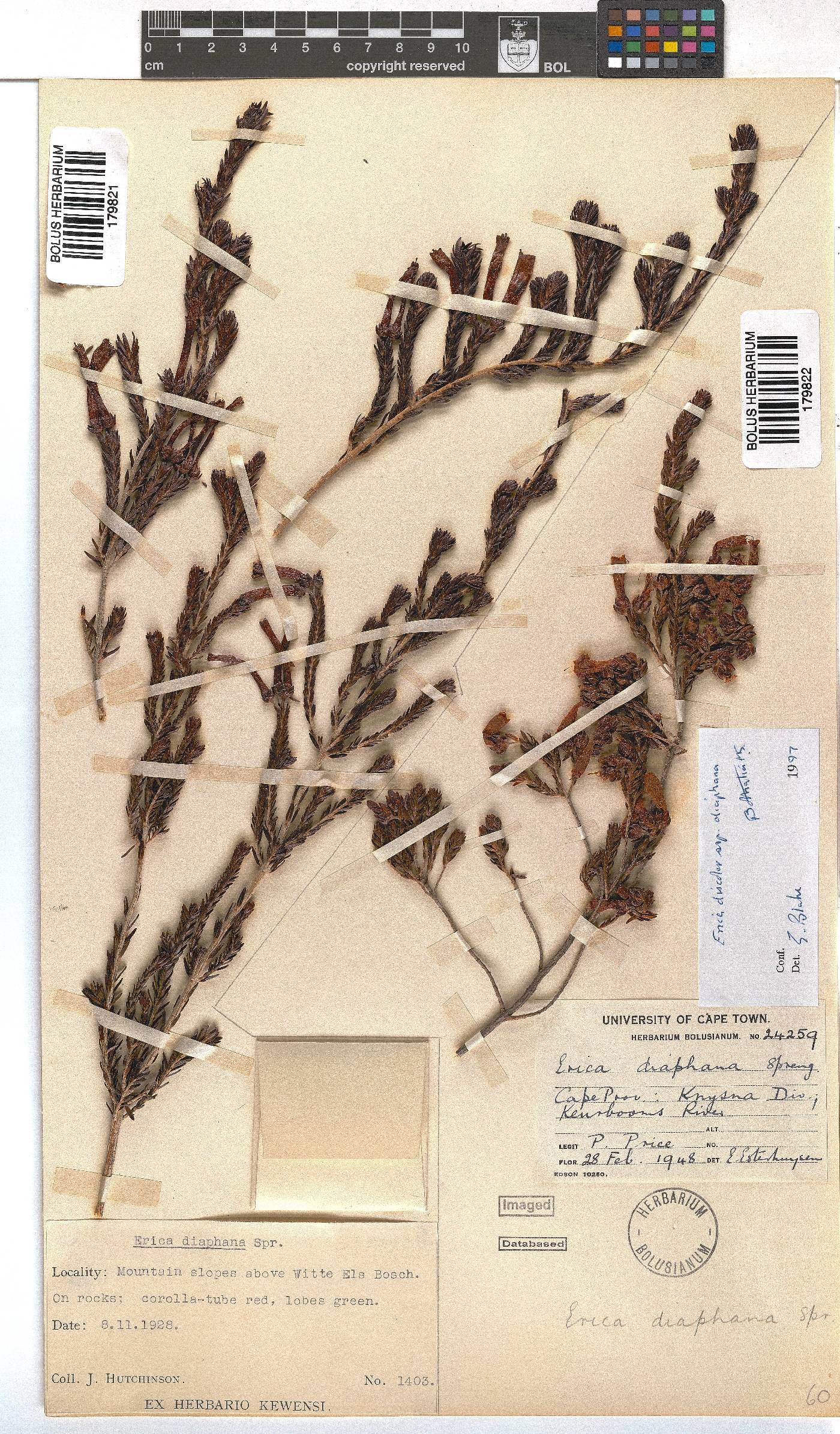 Erica diaphana image