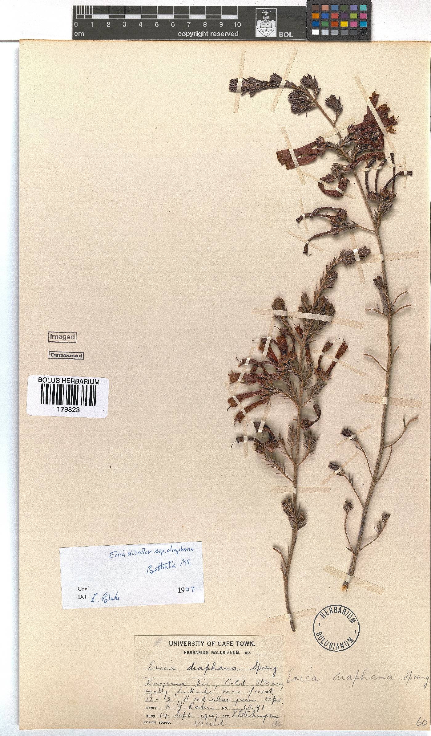 Erica diaphana image
