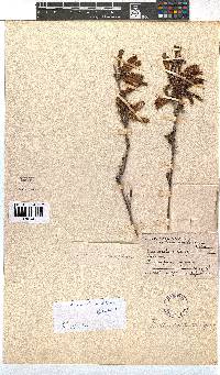 Erica diaphana image