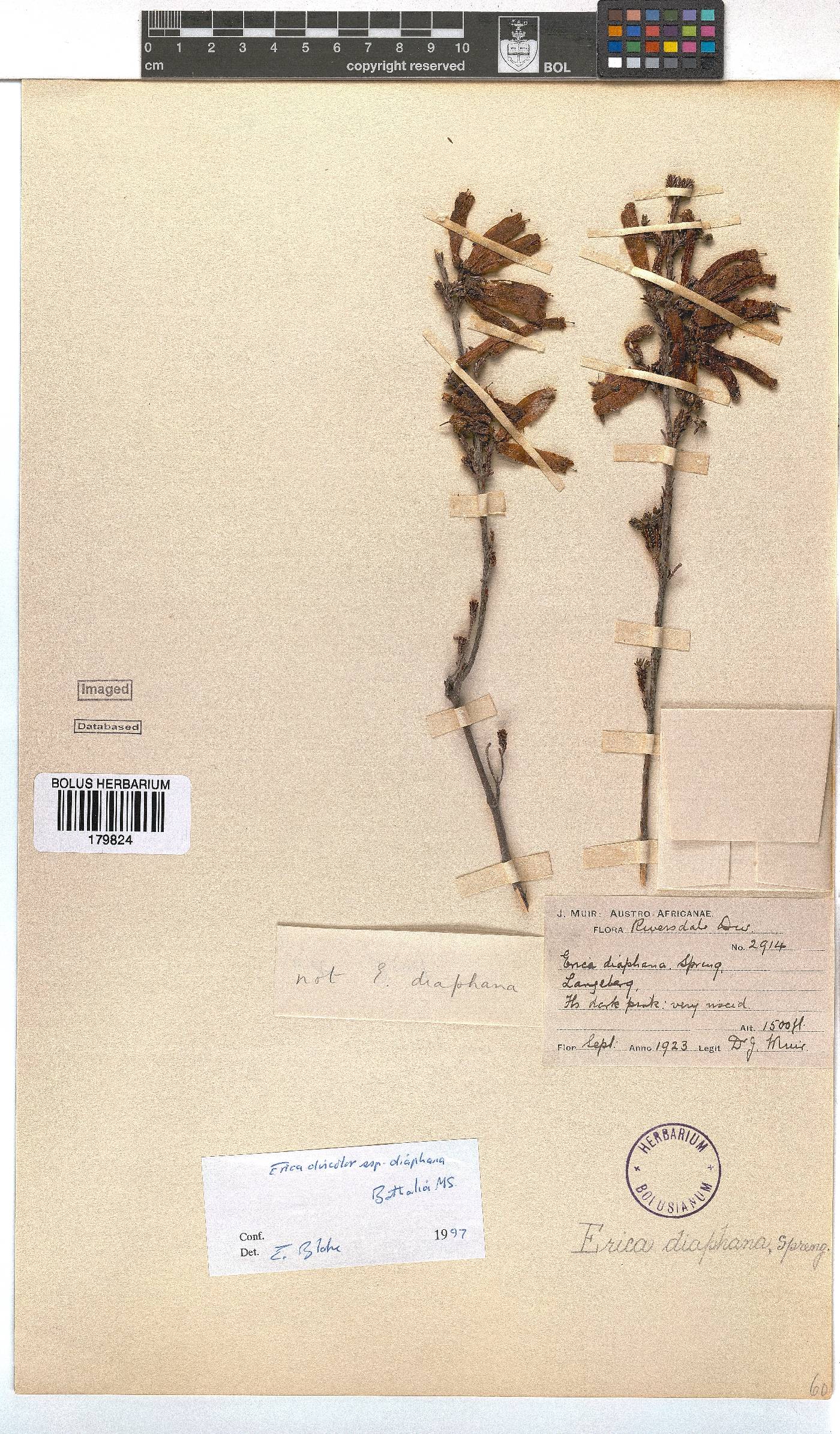 Erica diaphana image