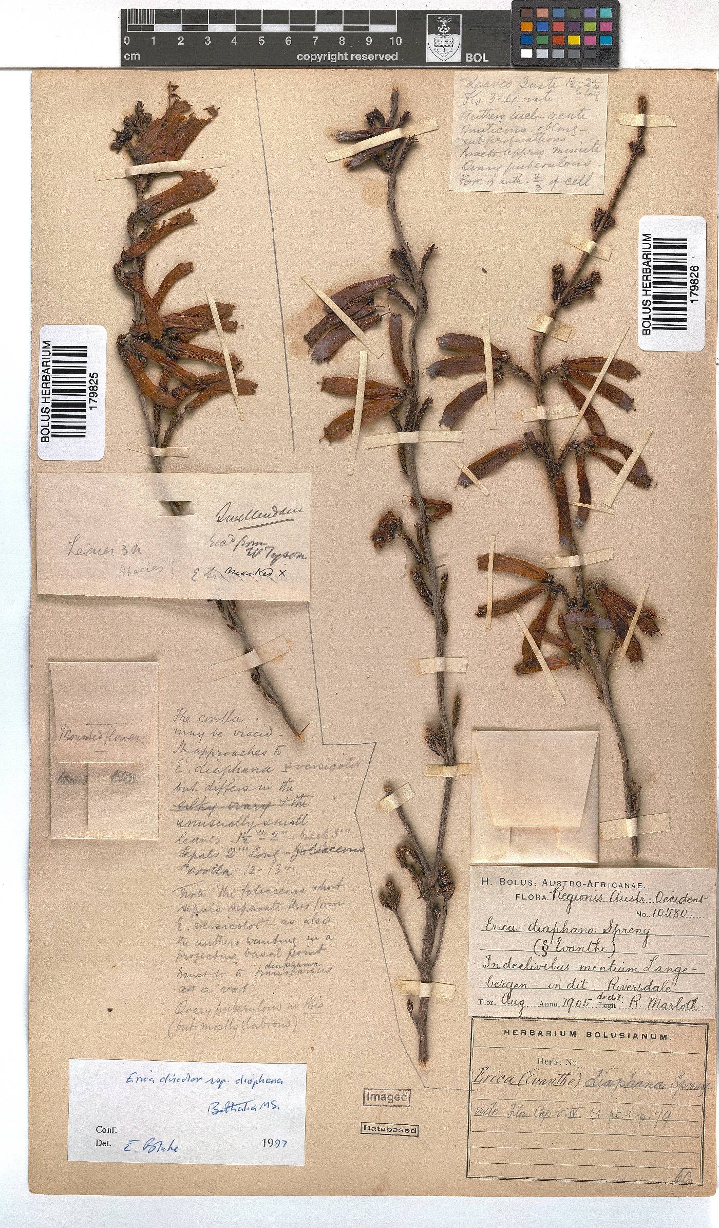 Erica diaphana image