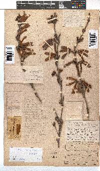 Erica diaphana image