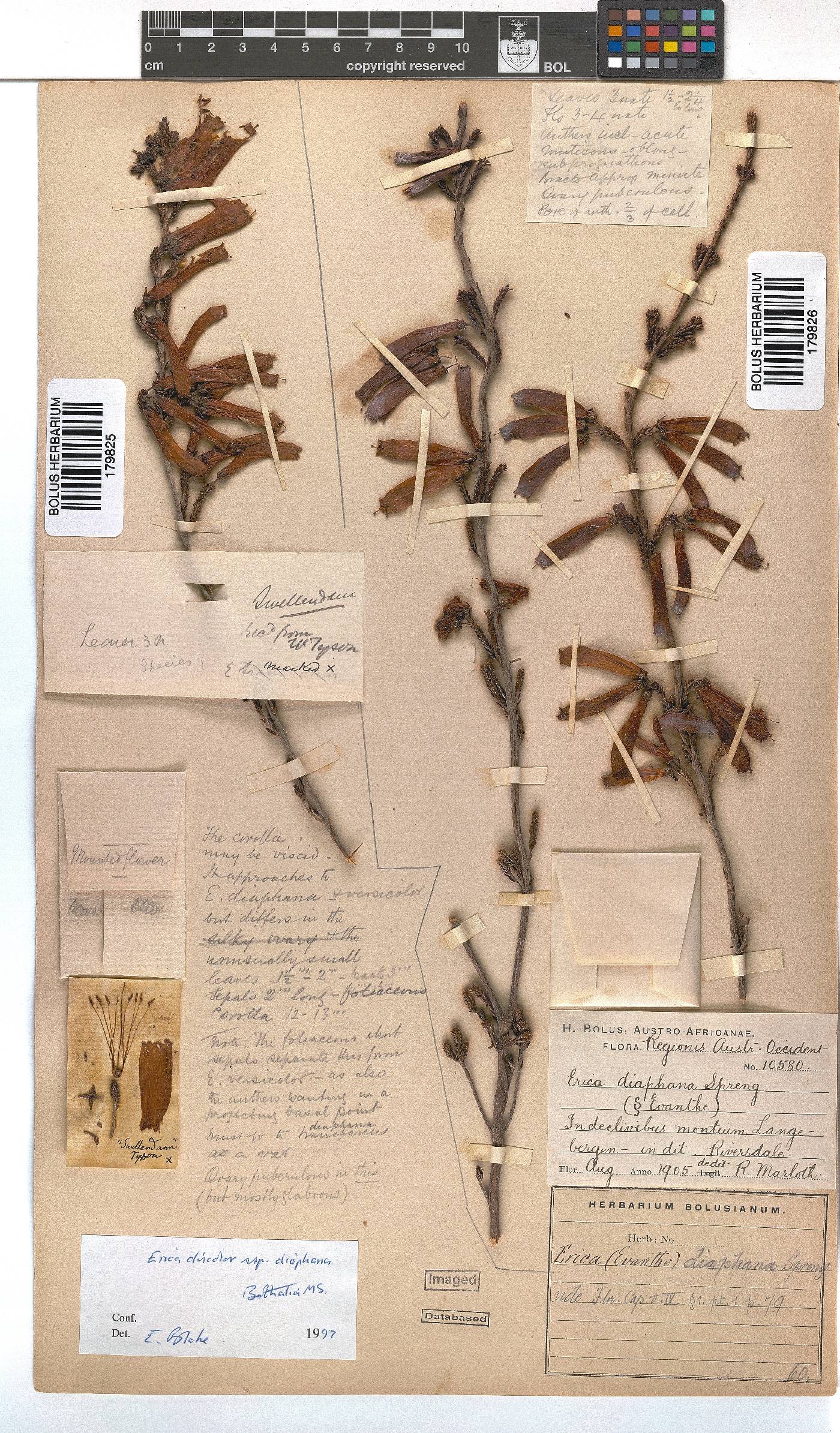 Erica diaphana image
