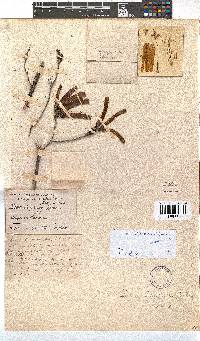 Erica diaphana image