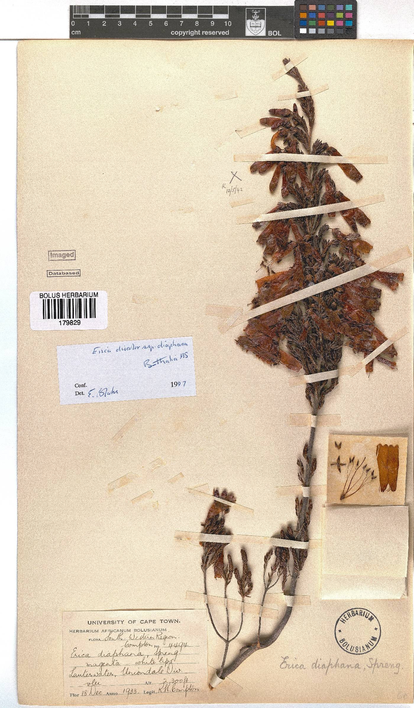 Erica diaphana image