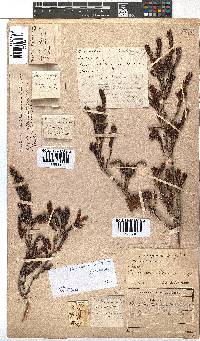 Erica diaphana image