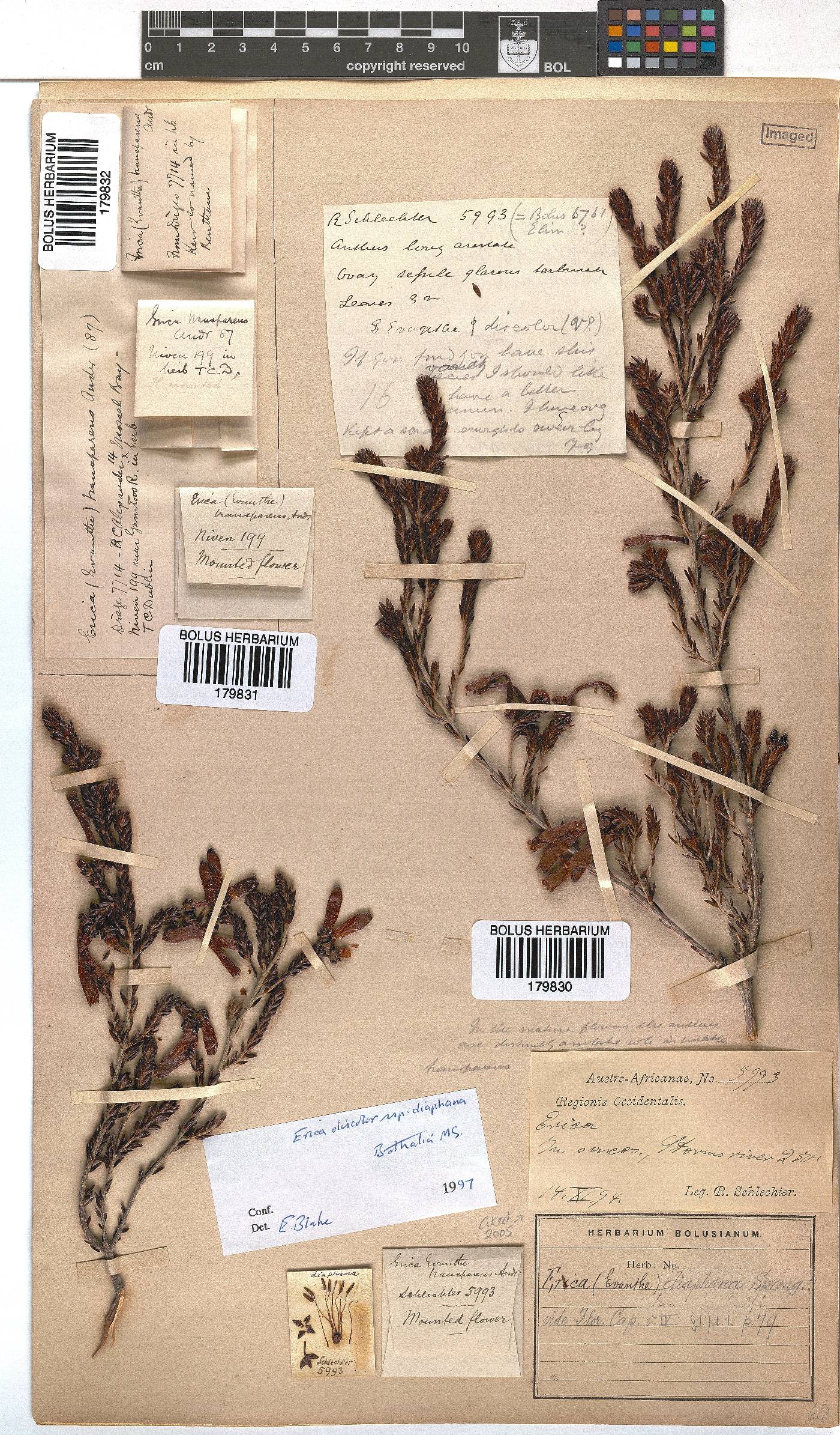 Erica diaphana image