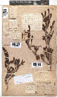 Erica diaphana image