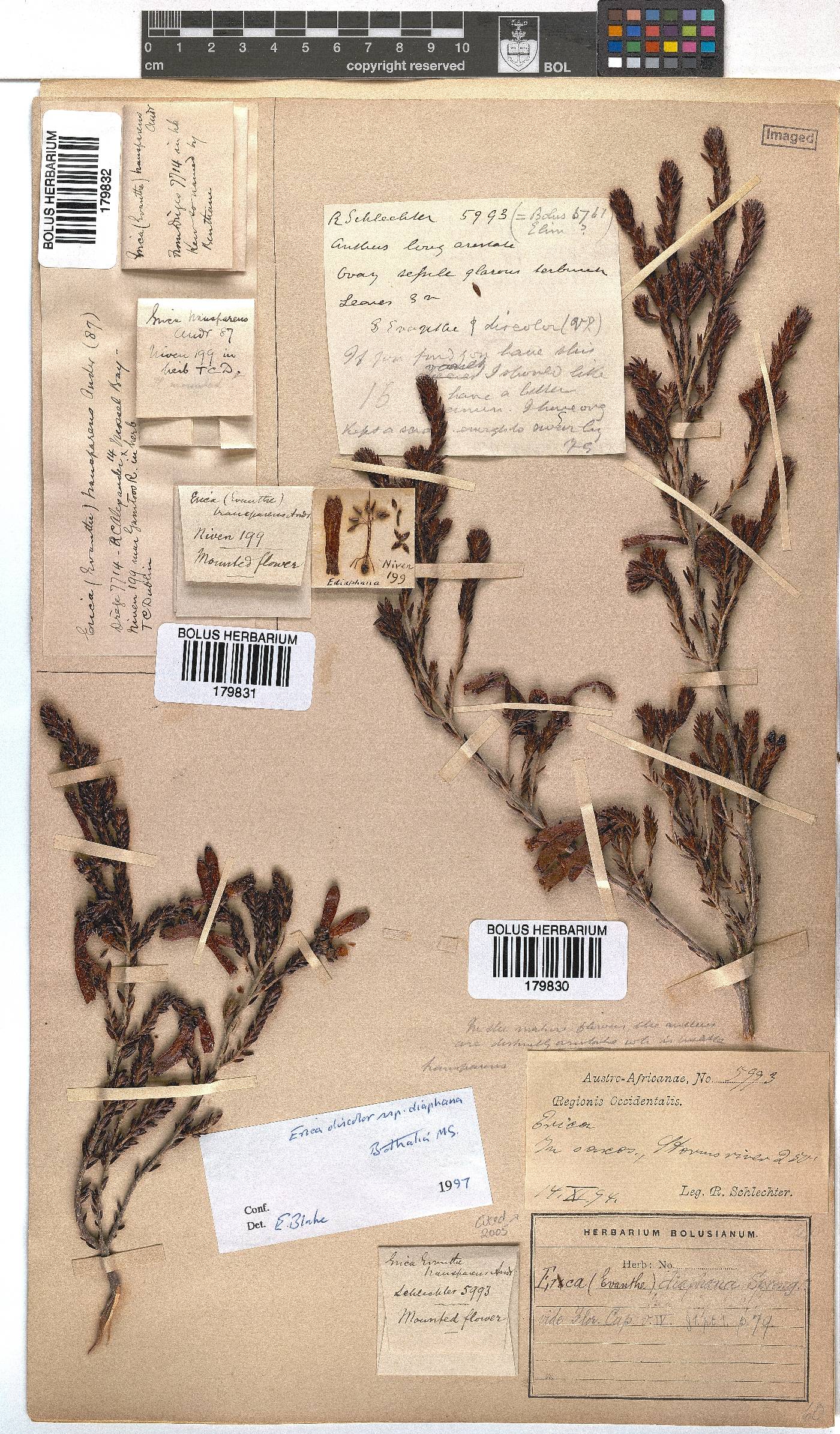 Erica diaphana image