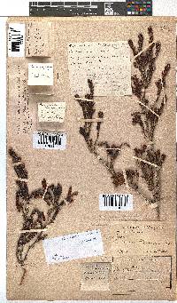 Erica diaphana image