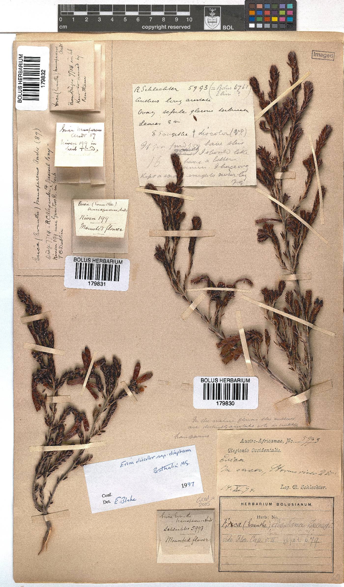 Erica diaphana image