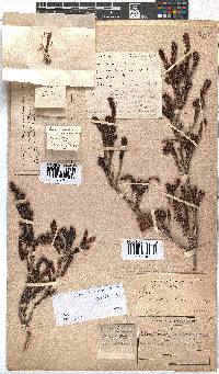 Erica diaphana image