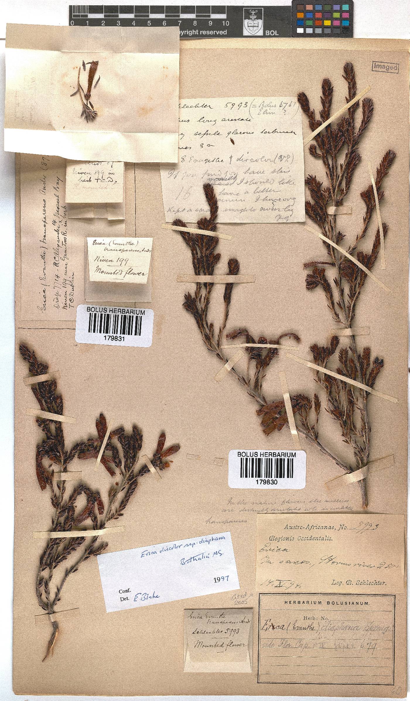 Erica diaphana image