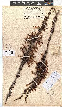 Erica diaphana image