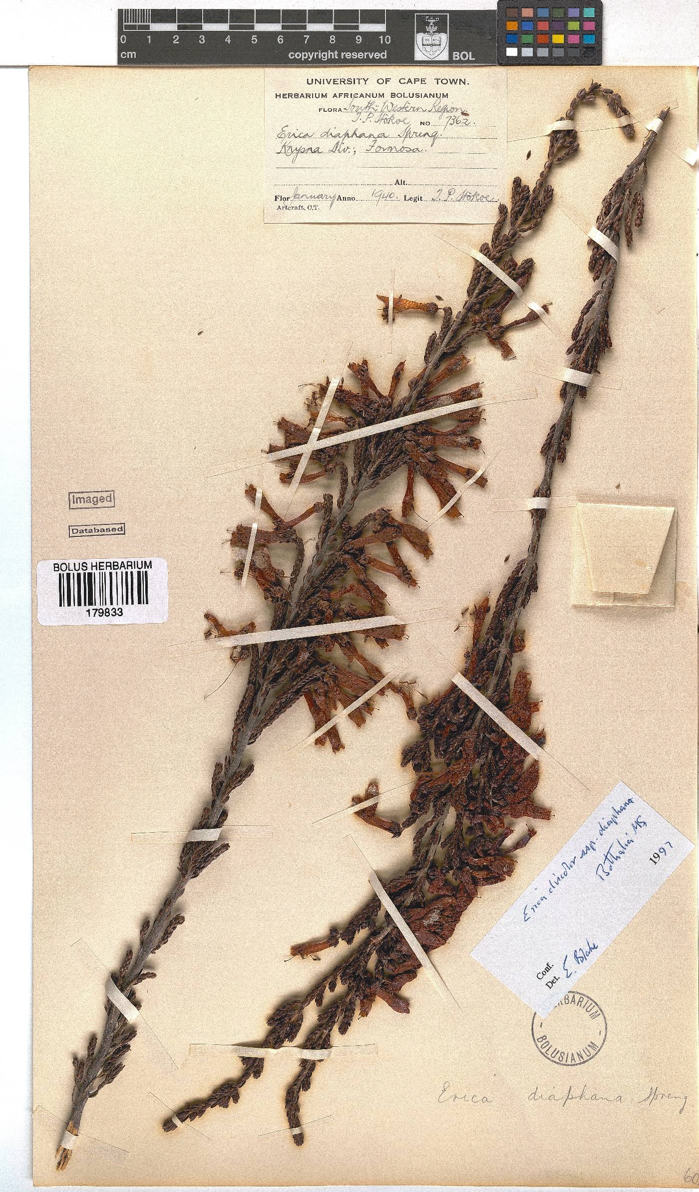 Erica diaphana image