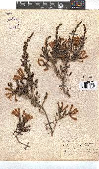 Erica glandulosa subsp. glandulosa image