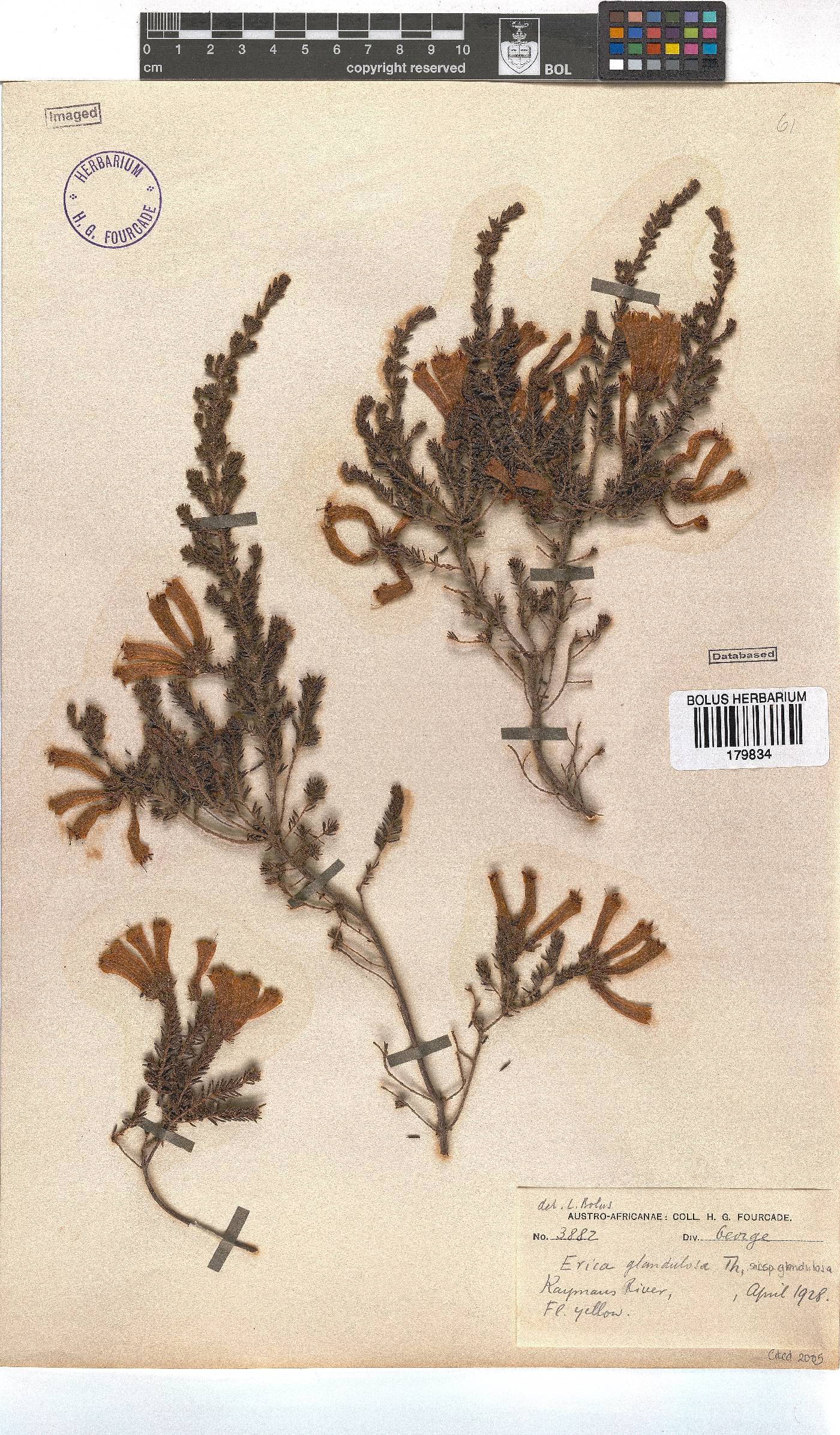 Erica glandulosa image
